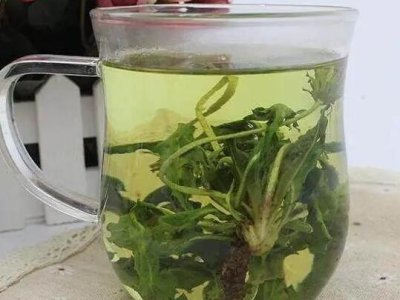  蒲公英泡水喝的功效「蒲公英泡水喝的功