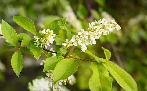  樸樹開什么顏色的花，樸樹開花結果圖片？ 