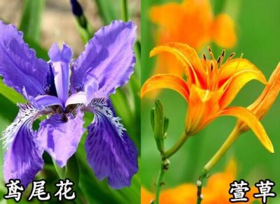  萱草和鳶尾的區別「常綠鳶尾和常綠萱草